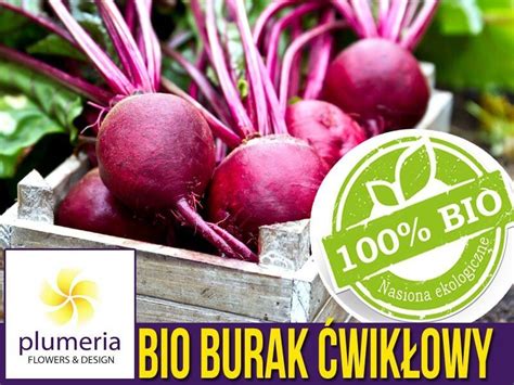 BIO Burak ćwikłowy Detroit 2 nasiona Certyfikowane Plumeria pl