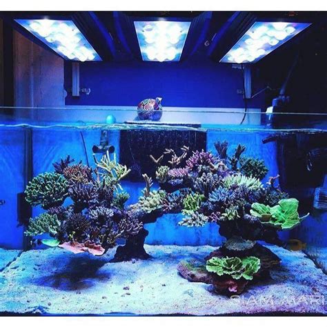 Pin By Ian McFarland On Online Aquarium Shopping Secrets Saltwater