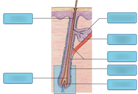 Label The Hair Follicle Diagram Quizlet Atelier Yuwa Ciao Jp