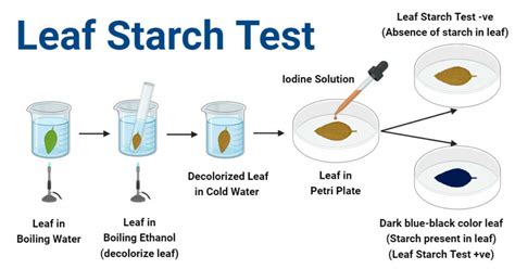 Leaf Starch Test Principle Procedure Results Uses