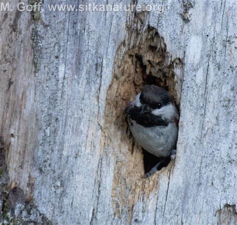 Chestnut Backed Chickadee East Cascades Audubon Society