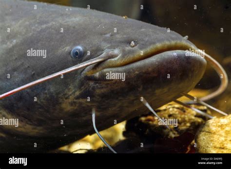 European catfish, wels, sheatfish, wels catfish (Silurus glanis ...
