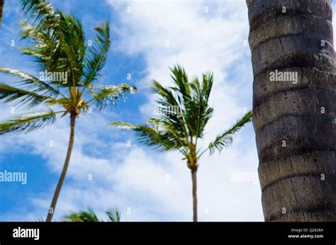 The Coconut Palm Trees Moving In The Wind On A Blue Sky Background