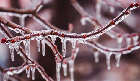 Caring for Ice-Damaged Trees and Shrubs - A Touch of Dutch Landscaping ...