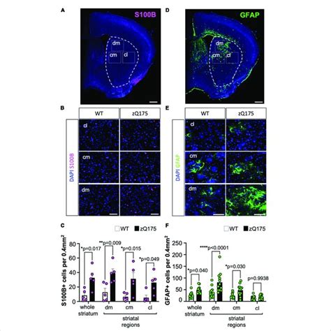 dual gfap sb astrocytes constitute  small portion  striatal