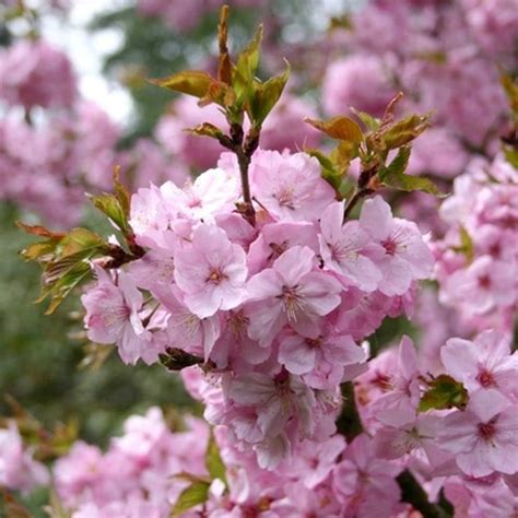 Prunus Jacqueline Ornamental Cherry Tree Ornamental Fruit Tree