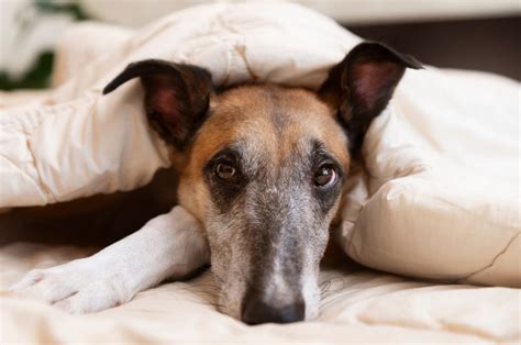 ¡cuídalas Los Daños Que La Pirotecnia Le Provoca A Tus Mascotas