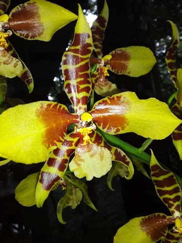 Orquídea tigrillo de las nubes Rossioglossum williamsianum