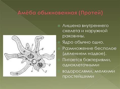 Подцарство Одноклеточные. Часть 2. 5 - 7 класс - презентация онлайн