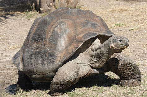 Giant Tortoise On The Menu Morning Star