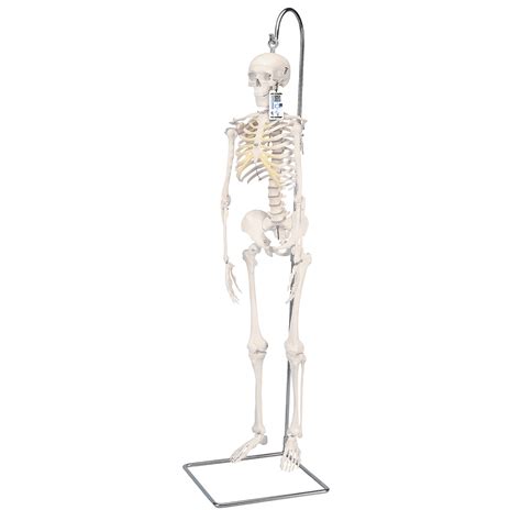 Mini Human Skeleton Model Shorty On Hanging Stand Half Natural Size 3b Smart Anatomy