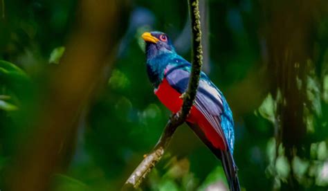 Tour a la Selva del Manu 4 Días 3 Noches Terra Quechua Peru