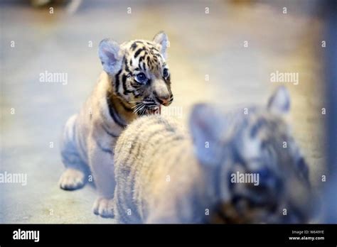 Cachorros De Tigre De Bengala Del Recién Nacido Que Nacieron Por El