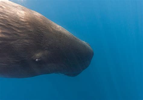 Why Do Sperm Whales Dive So Deep Marinepatch