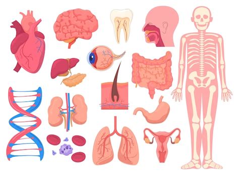 Organes Danatomie Du Corps Humain Illustration Médicale Vecteur Premium