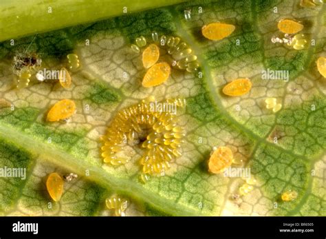 Hoja De Roble La Filoxera Phylloxera Glabra Mujeres Huevos Y El Daño