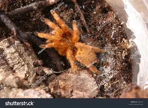 Usambara Orange Baboon Tarantula Pterinochilus Murinus Sits In Its