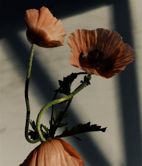 New garden spaces will expand the davison fulton funeral home 10