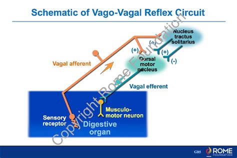 Physiology Motility 17 – Schematic of Vago-Vagal Reflex Circuit – Rome ...