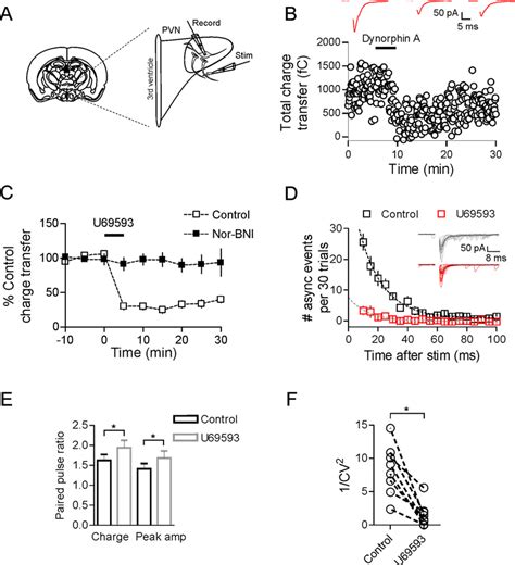 Dynorphin Inhibits Evoked Glutamate Transmission Onto MNCs A