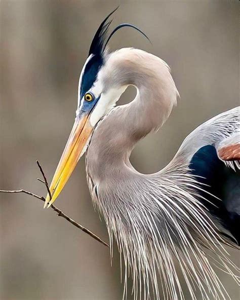 Pin By Robbi Vincent On Birds Water Fowl Pelican Art Heron Art