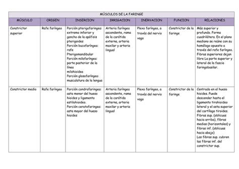 Músculos de la faringe uDocz