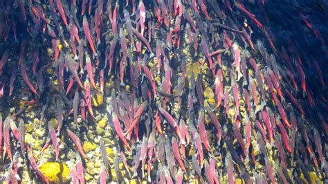 Kokanee Trolling Setup How To Catch Kokanee Salmon The Wild Provides