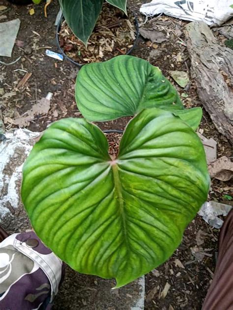 Philodendron Plowmanii Black Face Ag A Furniture Home Living