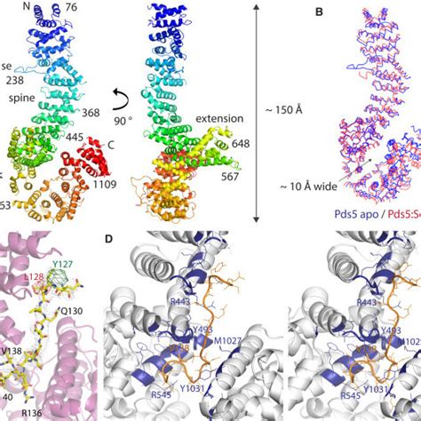 Crystal Structures Of Pds5 From L Thermotolerans In The Apo Form And Download Scientific