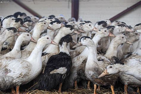 Grippe aviaire 4 nouveaux foyers confirmés dans le 64 16 nouvelles