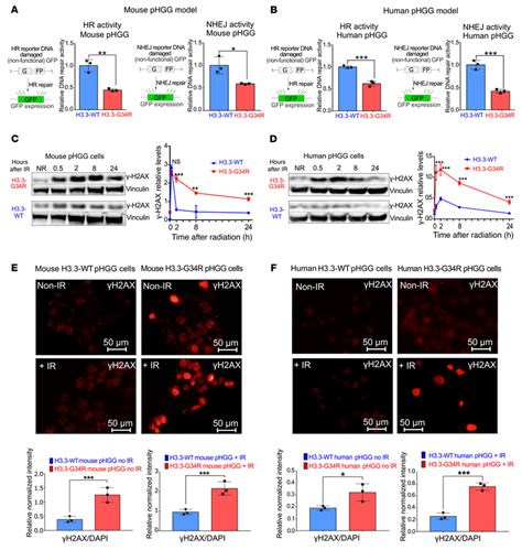 Dna Repair Activity Is Diminished In Mouse G R Phgg Cells A And B