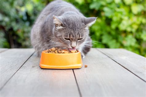 10 Best High Fiber Cat Foods Options Your Feline Would Love Cat Queries