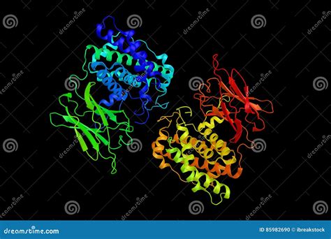 Alpha Toxine De Clostridium Perfringens Produite Par La Bactérie C