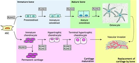 Roles Of The Runx Factors In Osteoblast And Chondrocyte Download