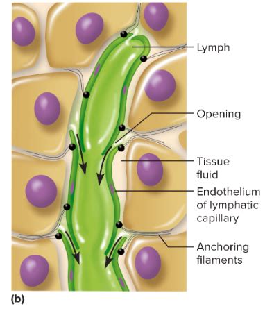 Anatomy Lymphatic And Immune Systems Flashcards Quizlet