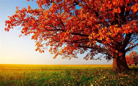 Autumn Tree Landscape Images wallpaper | nature and landscape | Wallpaper Better