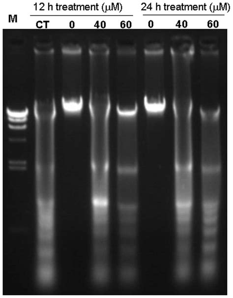 Berberine Induces Apoptosis And DNA Damage In MG63 Human Osteosarcoma