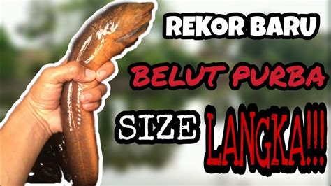 SPOT MANCING BELUT PALING JOSS DAPAT BELUT PURBA SUPER JUMBO