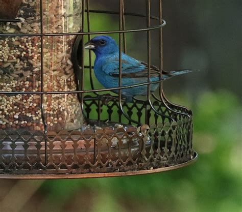 Indigo Bunting at feeder - FeederWatch