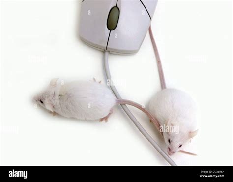 Fancy Mouse Mus Musculus Albino Mice And Computer Mouse Stock Photo