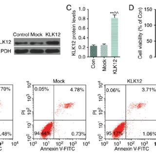 Overexpression Of Klk Suppresses Apoptosis In Ht Cells A The