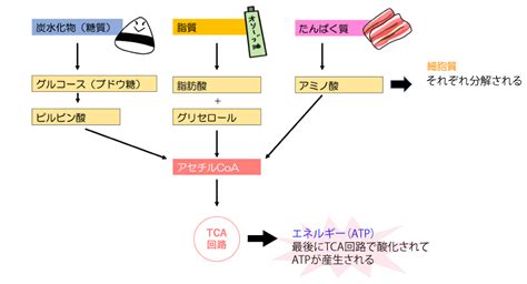 ぶー子の栄養教室｜018｜三大栄養素と代謝産物の組み合わせで正しいものはどれか？｜ぶー子 ぶー子の栄養教室 メディカlibrary