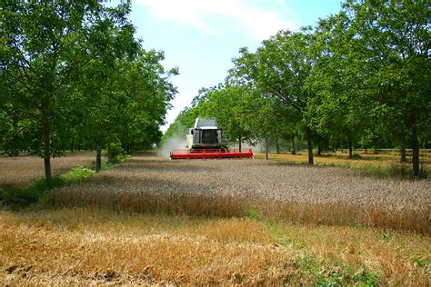 Agroforstkampagne B Ume Auf Den Acker Lebensraum Permakultur