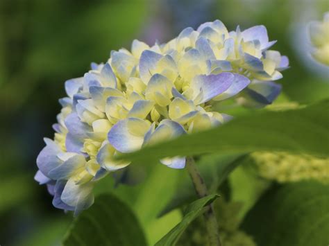 Ballhortensie Endless Summer The Original Blau Hydrangea