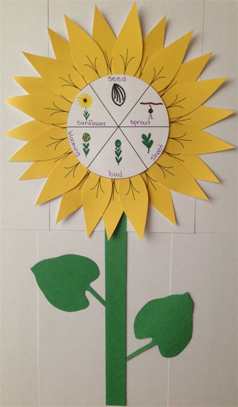 Sunflower Life Cycle Kids Activity