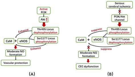 Ijms Free Full Text The Roles Of Nitric Oxide Synthasenitric Oxide