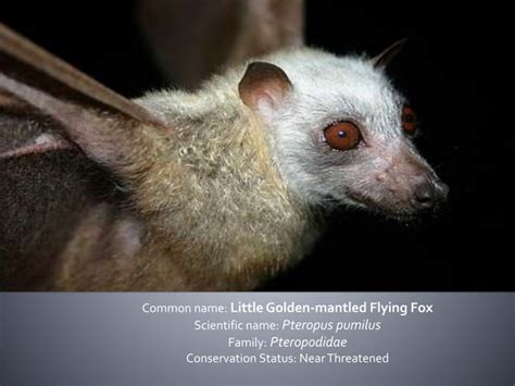 Bats of the Philippines: Family Pteropodidae and Rhinolophidae | PPT