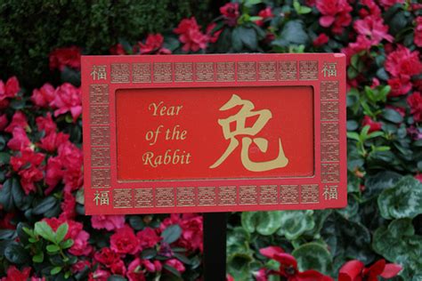 Year Of The Dragon Predictions For Rat Ox Tiger And Rabbit