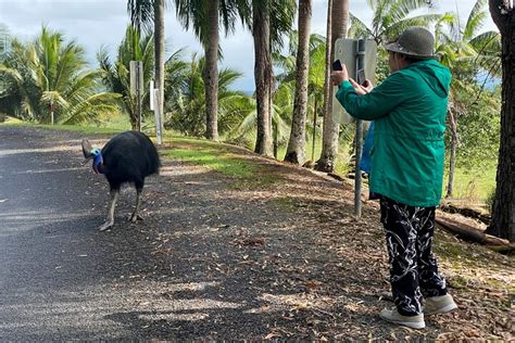 Wildlife Tour Cassowary Waterfalls Aboriginal Culture Tour In