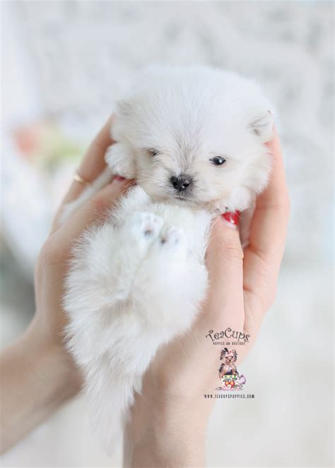 Micro Teacup Maltipom Puppies | Teacup Puppies & Boutique